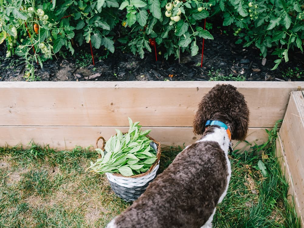 Tips on Dog-Safe Gardening