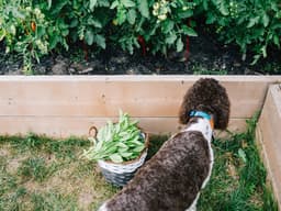 Tips on Dog-Safe Gardening