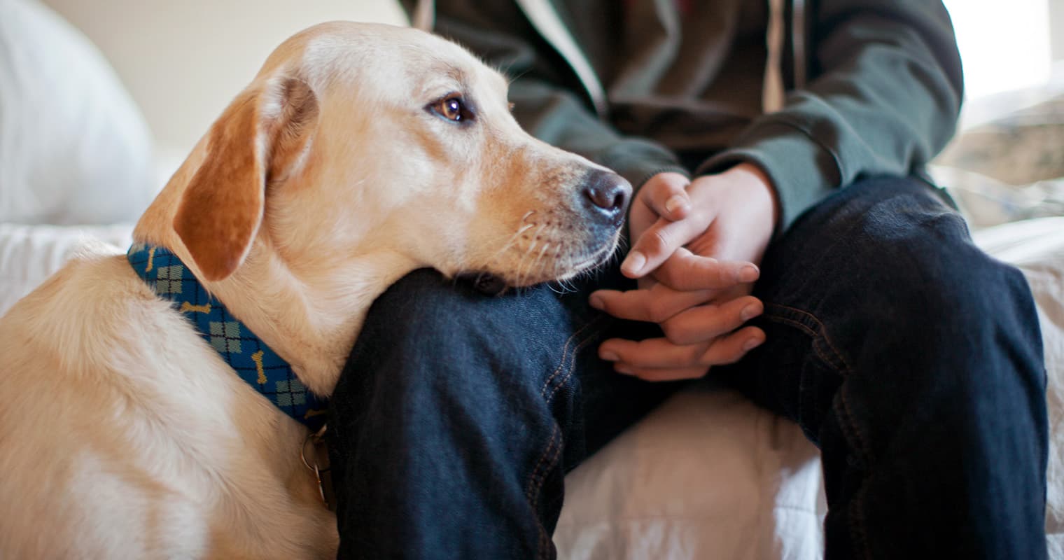 What Happens To Pets When Pet Parents Die?