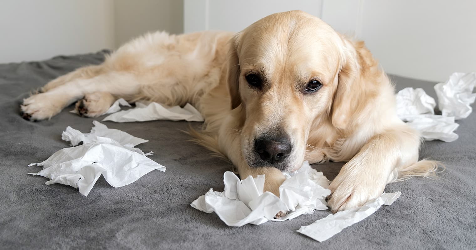 Why Dogs Can’t Resist Ripping Paper (And When It’s a Problem)