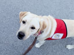 Service Dogs Can Ease Veterans’ PTSD and Anxiety, Studies Say