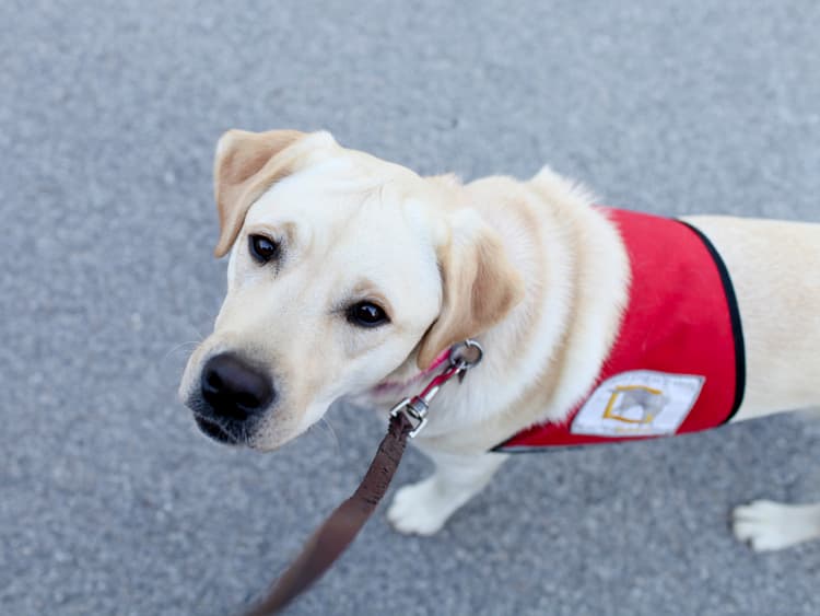 Service Dogs Can Ease Veterans’ PTSD and Anxiety, Studies Say