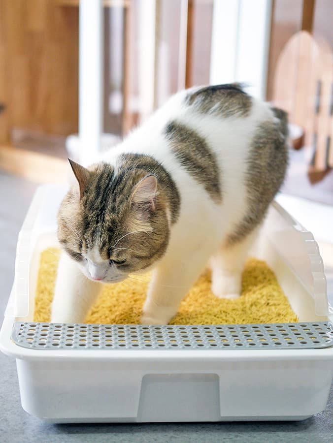 Everything You Need to Know About Cat Poop