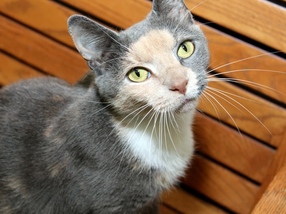 diluted calico cat on bench
