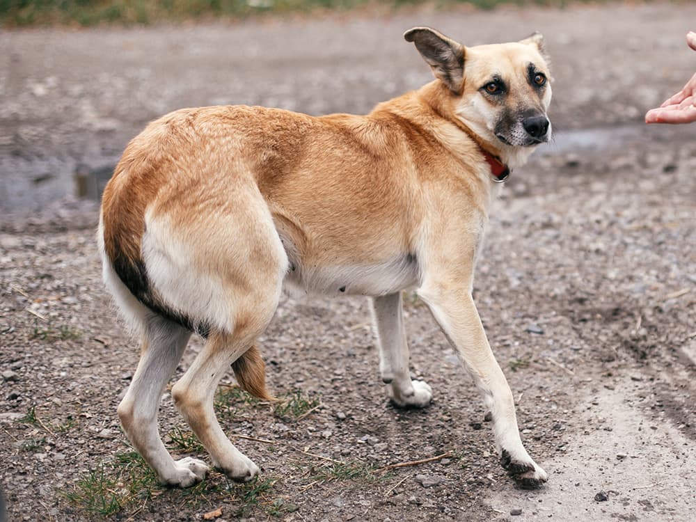 scared dog with sweet looking eyes walking in summer park
