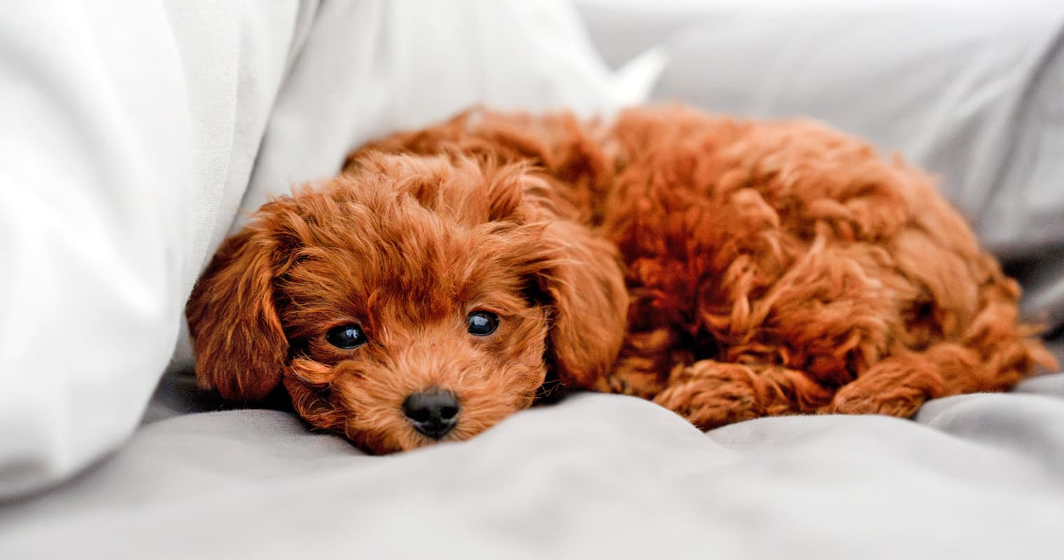 Common Symptoms of Puppy Mill Dogs