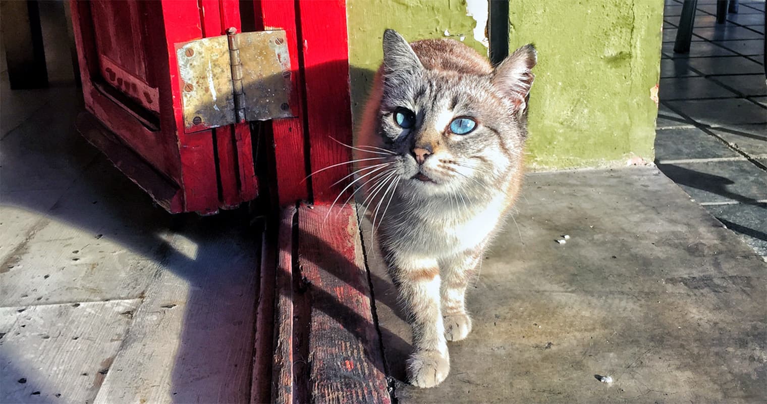 What Do You Do With an Abandoned Cat?