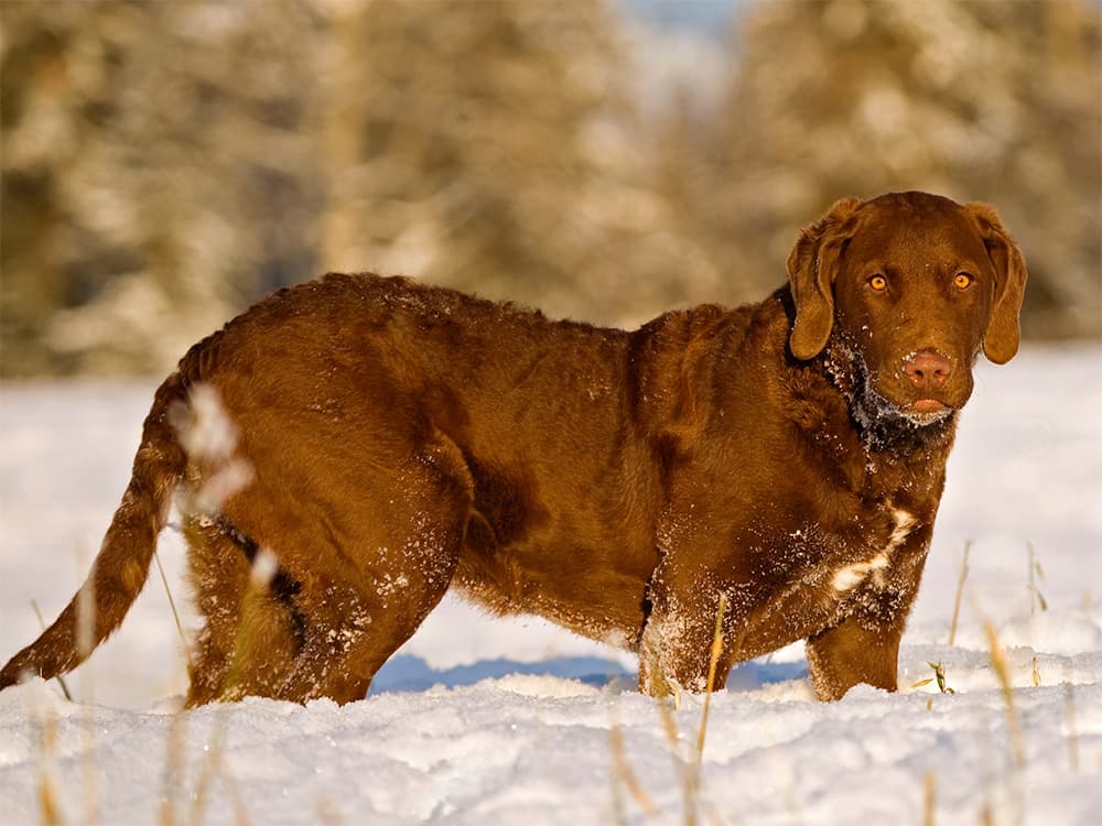 chesapeak bay retriever walking in snow