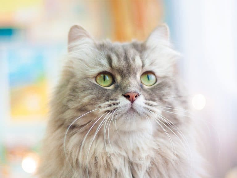 siberian cat