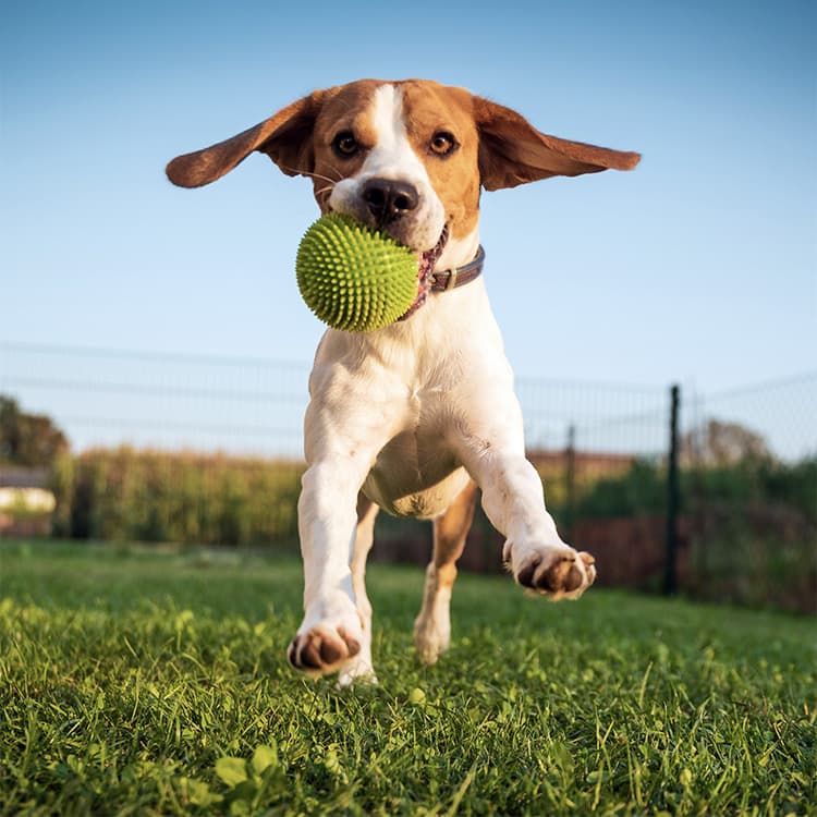 Why Do Some Dogs Love Balls, While Others Could Care Less?