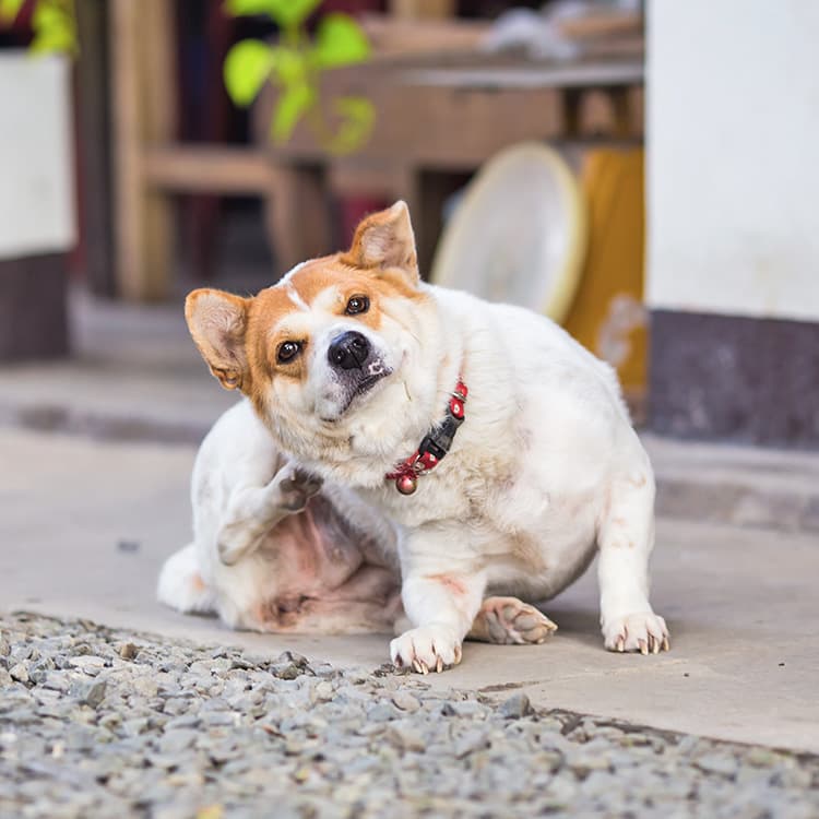 Top 6 Reasons Why Your Dog Is Itching and Losing Hair
