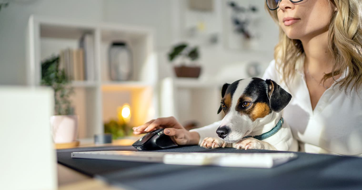 How Do I Surrender My Jack Russell Terrier?