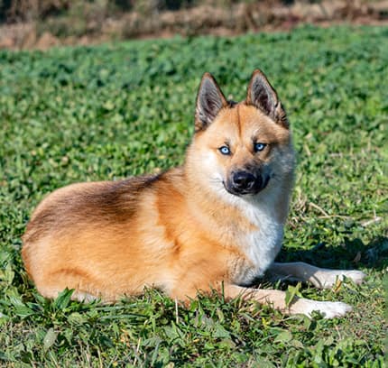 Mixed breed brown Pomsky dog (Pomeranian Husky mix) sitting on the grass