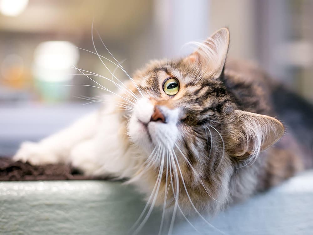 Why You Should Adopt a Special Needs Cat