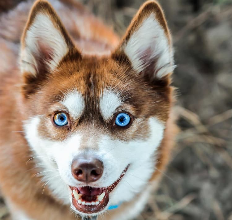 Brown Alaskan Klee Kai with blue eyes