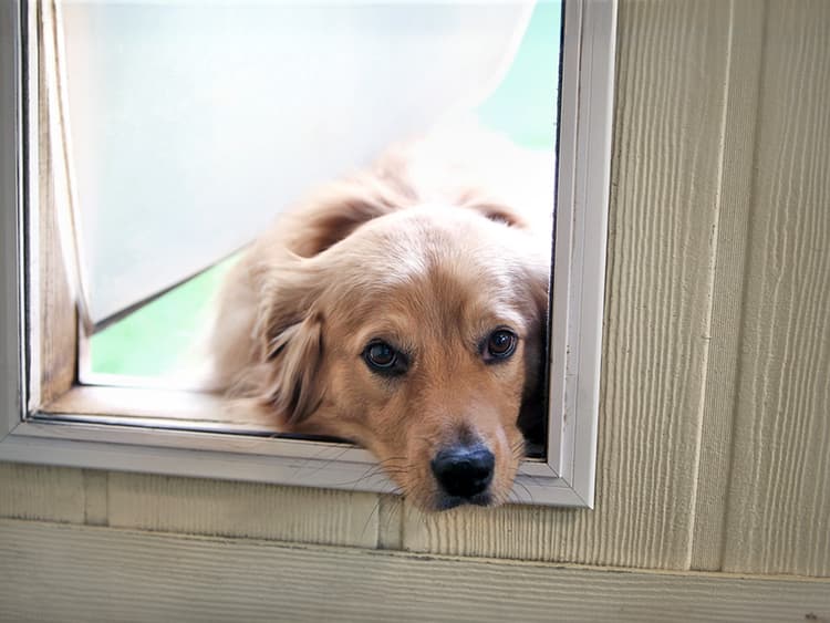 A Step-by-Step Guide to Teaching Your Dog to Use a Dog Door