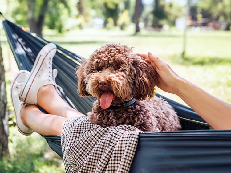 4 Reasons Dogs Like Being Pet