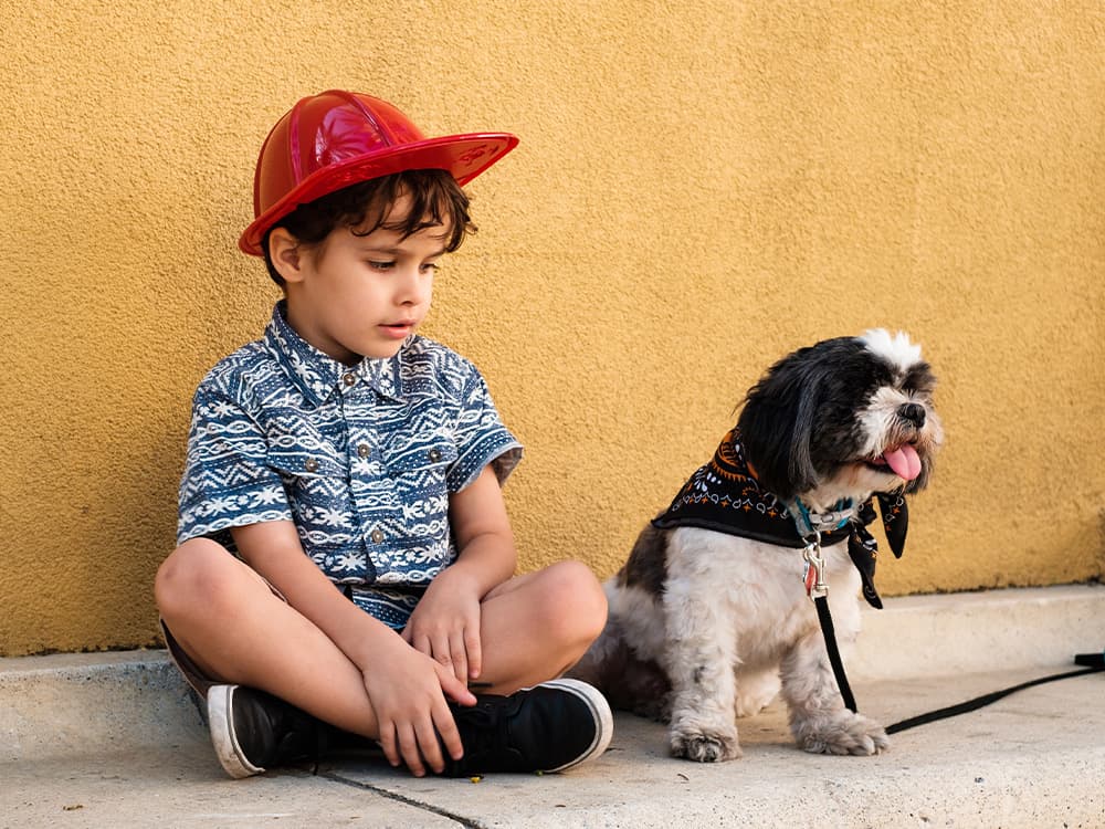 Shih Tzu
