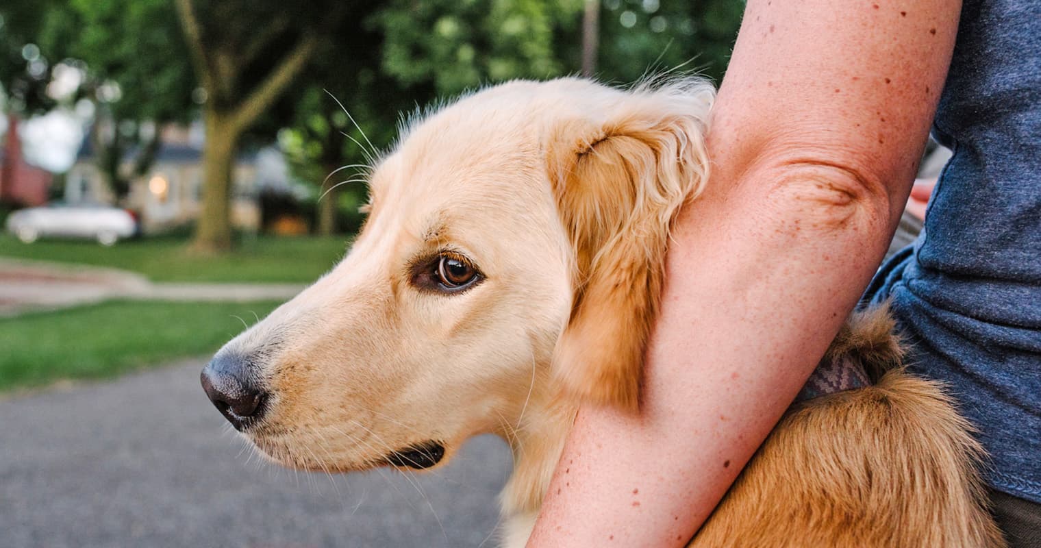 Can An Aggressive Dog Be Cured?
