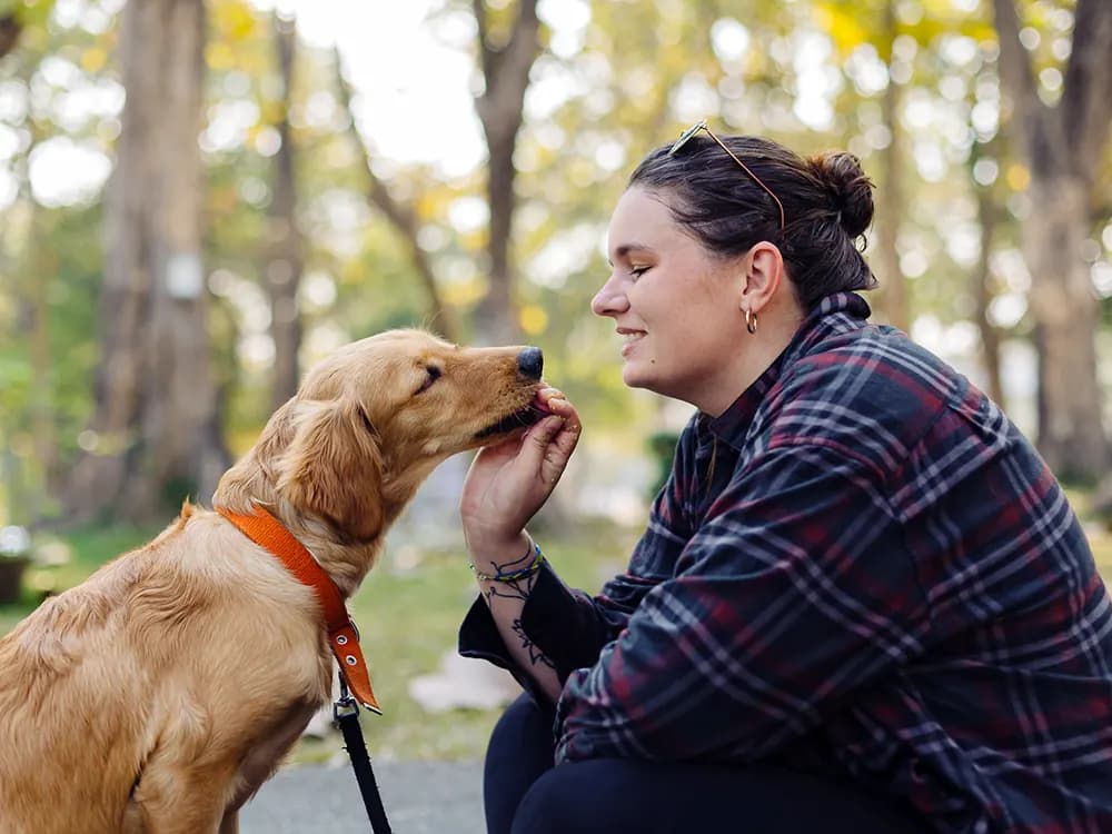 golden retriever being trained with treat