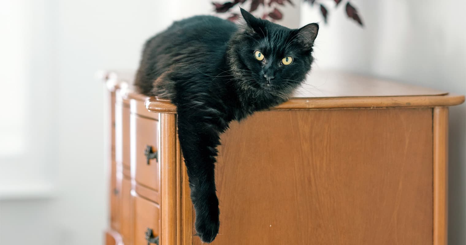 150+ Names for Your New Black Cat