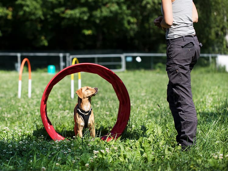 5 Reasons to Start Agility Training With Your Puppy
