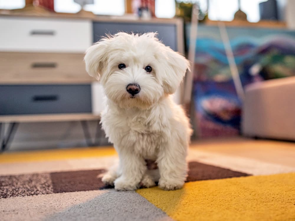 small maltese dog