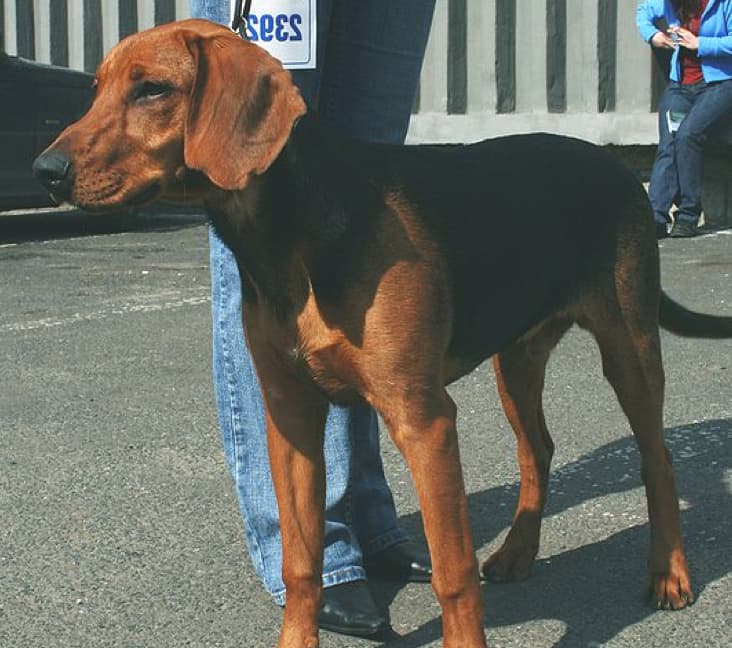 A purebred Schiller Hound dog standing outside.