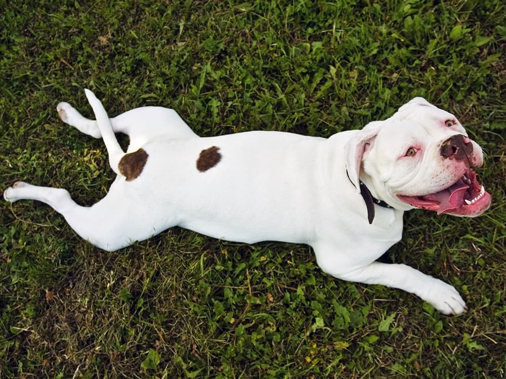 American Bulldog