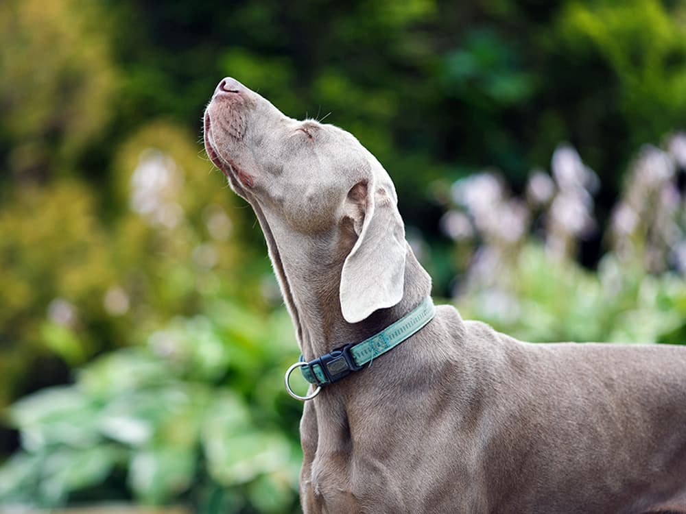 How Far Away Can Your Dog Smell You?