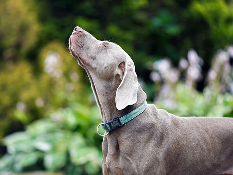 How Far Away Can Your Dog Smell You?