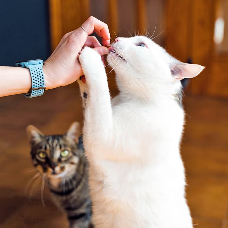 New Research Finds the Flavor of Food Cats Actually Want to Eat