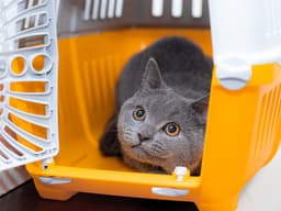 How to Prepare Your Pet for a Natural Disaster