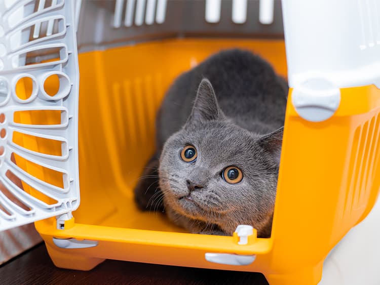 How to Prepare Your Pet for a Natural Disaster