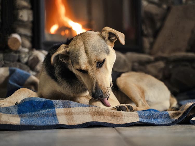 Hot Spots in Dogs: What Are They, How to Treat Them, and How They Compare to Ringworm