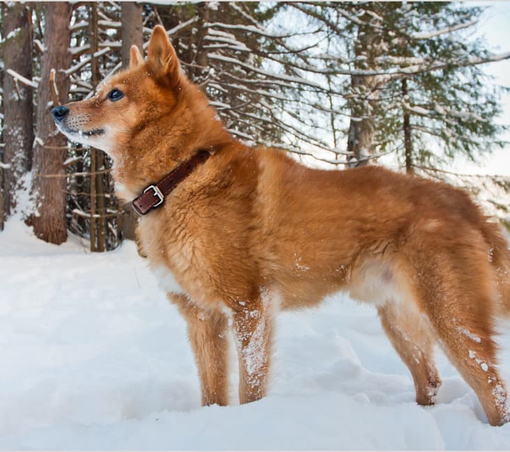 A purebred Finnish Spitz dog standing in the snow.
