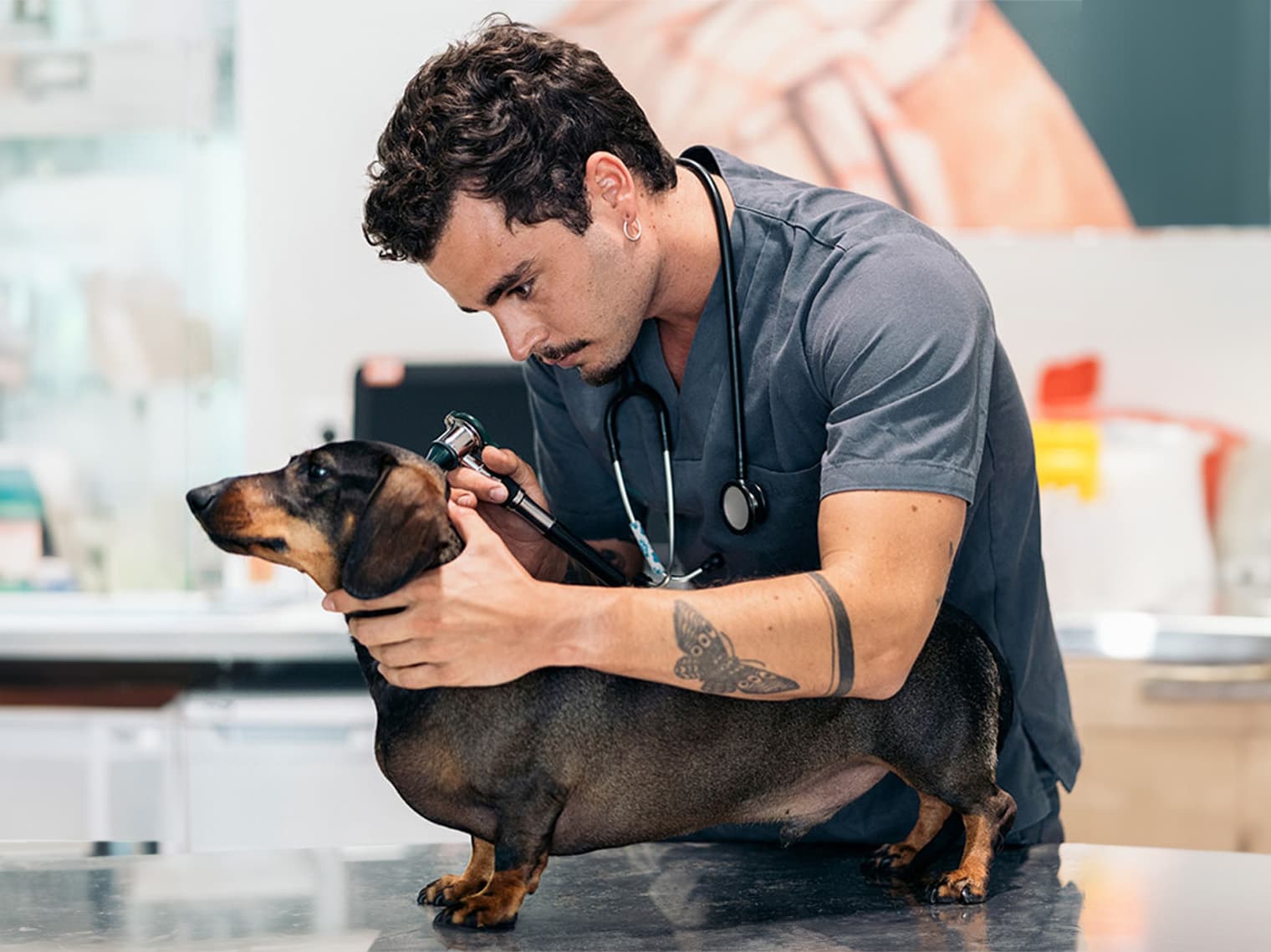 Is a Dachshund (or Dachshund Mix) Right for You? 10 Health Considerations Before You Adopt