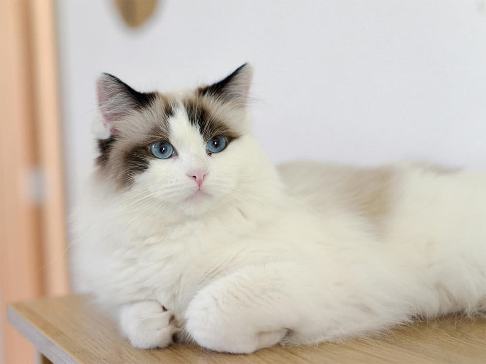 A ragdoll cat sits on a table top