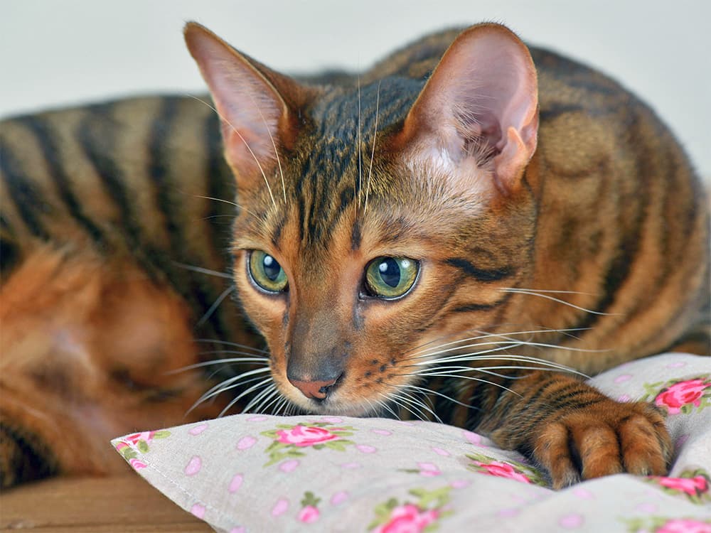 Cute Toyger cat laying down at home.