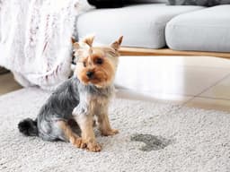 How to Remove Dog Pee and Other Stains From Carpet—Without Harsh Chemicals