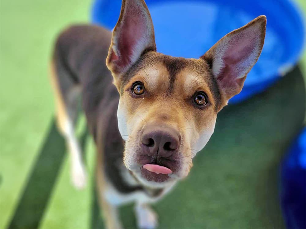 German Shepherd Pit Bull mix