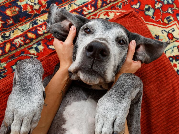 How to Train and Communicate with a Deaf Dog