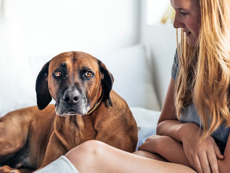 Why Is My Dog Suddenly Aggressive—and What to Do About It