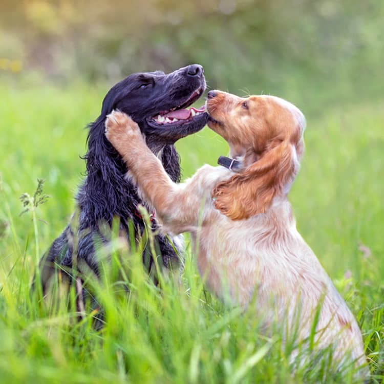 The Real Reason Your Dog Paws at Other Dogs