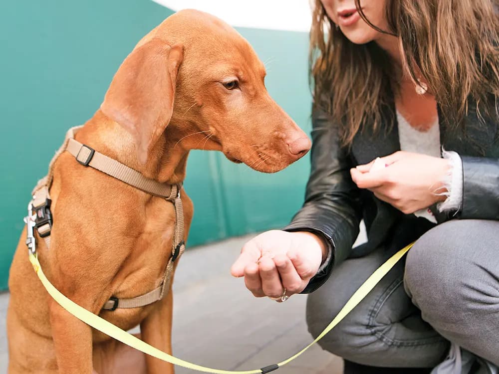 dog being offered a treat while training