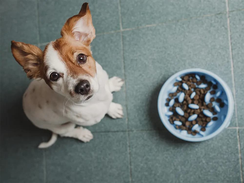 dog sitting next to slow feeding bowl
