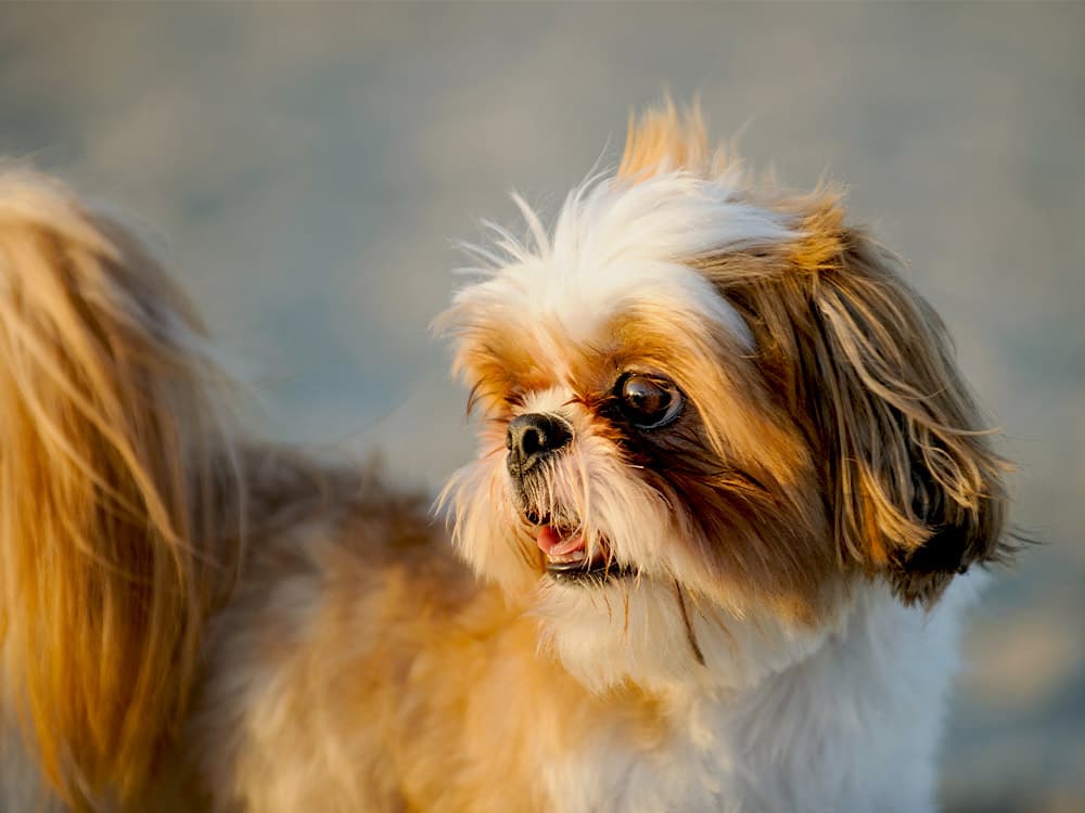 Shih Tzu dog on beach