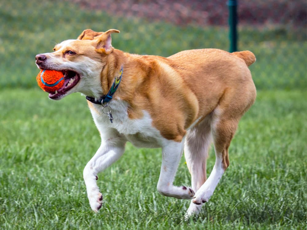 texas heeler pup running with ball in mouth