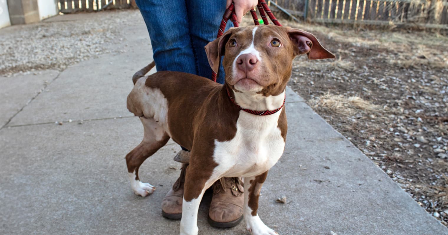 Adopting a Tripod Dog: What You Need to Know and How to Care for Them
