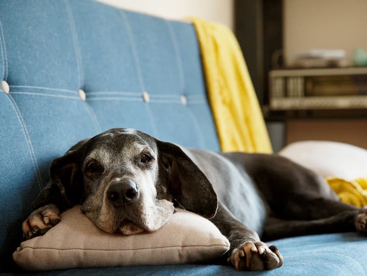 Help! My Senior Dog Is Bored!